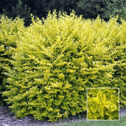 Ligustrum ovalifolium Aureum - Golden Privet Hedging Plant (9cm)