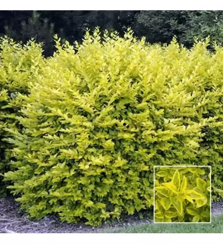 Ligustrum ovalifolium Aureum - Golden Privet Hedging Plant (9cm)