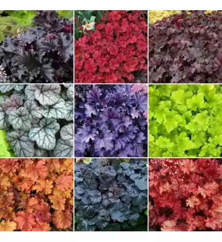 Heuchera Mix (10 Plants)