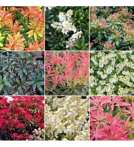 Pieris Mix (5 Plants) Pieris Mix (5 Plants)
