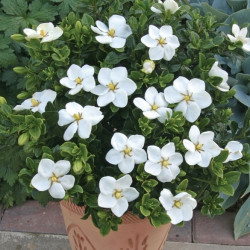 Gardenia Jasminoides Kleim's Hardy