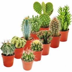 Cactus Mixed House Plants X 10 Cactus Mixed House Plants X 10