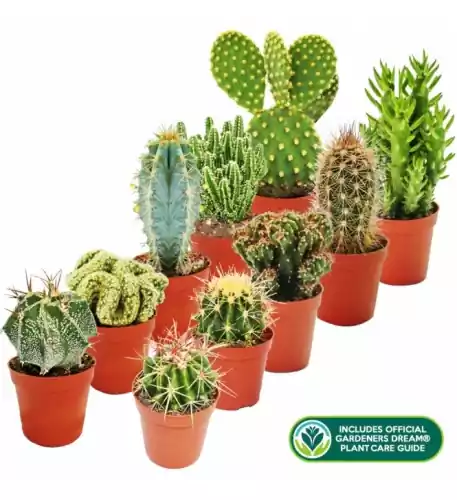 Cactus Mix (10 Plants)