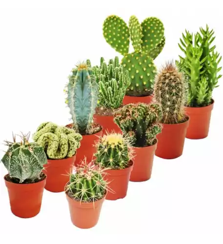 Cactus Mixed House Plants X 10