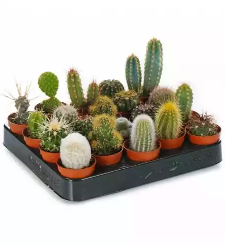 Cactus Mixed House Plants X 20