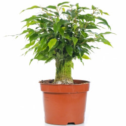 Ficus Kinky Green 14Cm