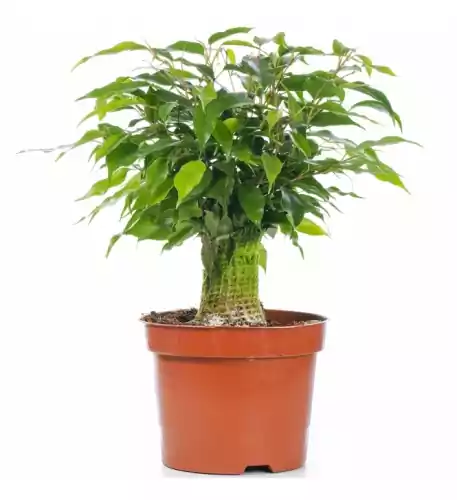 Ficus Kinky Green 14Cm