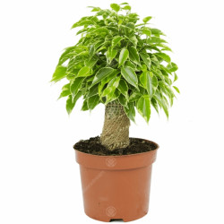 Ficus Kinky Variegated 14Cm
