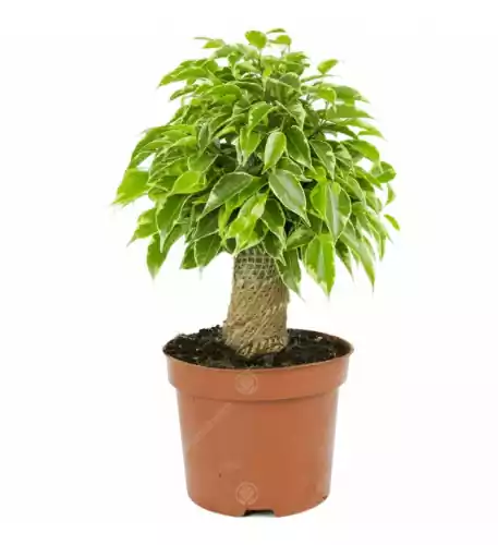 Ficus Kinky Variegated 14Cm