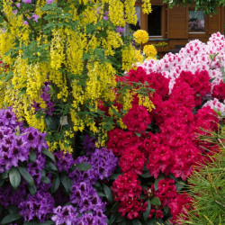 3 x Mixed Rhododendrons Bushy Shrubs Colourful Potted Garden