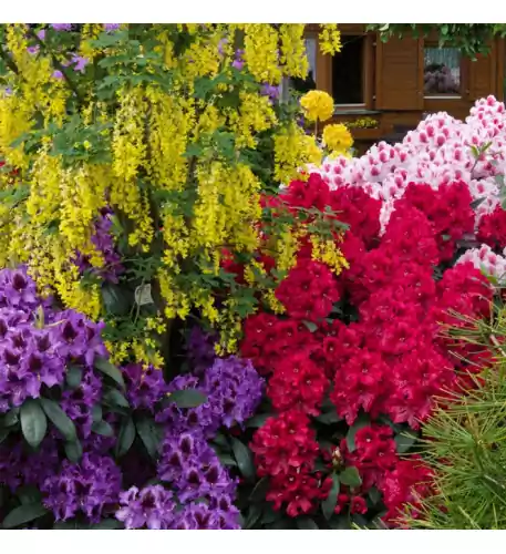 3 x Mixed Rhododendrons Bushy Shrubs Colourful Potted Garden