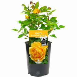 Happy Fathers Day Rose - Gift for Dad