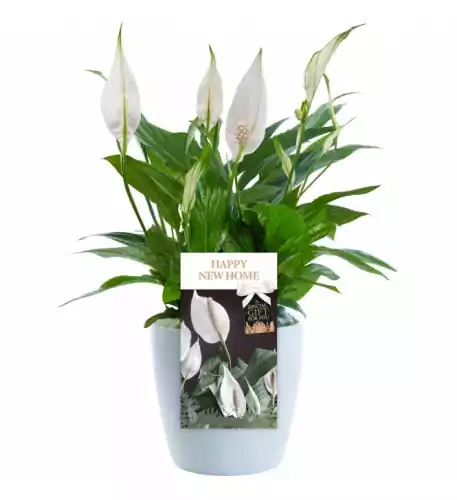 Happy New Home Peace Lily - Housewarming Gift