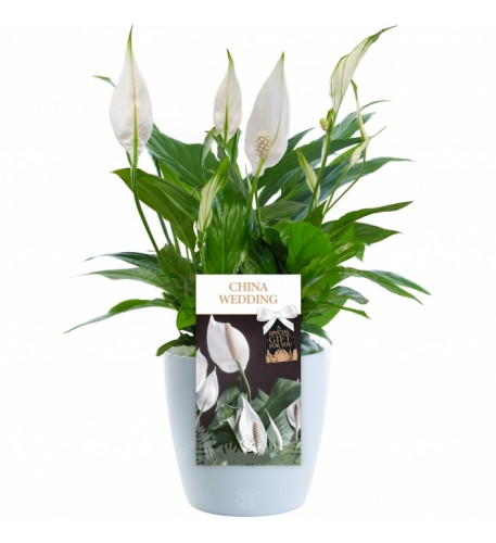 China Wedding Peace Lily - 20Th Wedding Anniversary Gift
