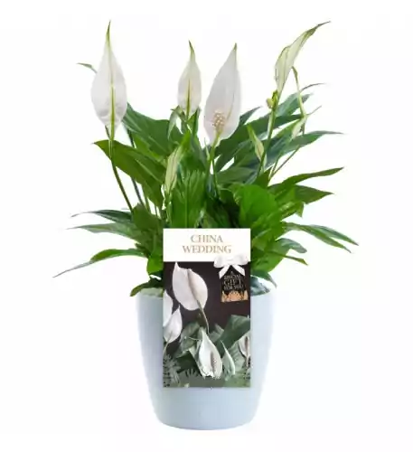 China Wedding Peace Lily - 20Th Wedding Anniversary Gift