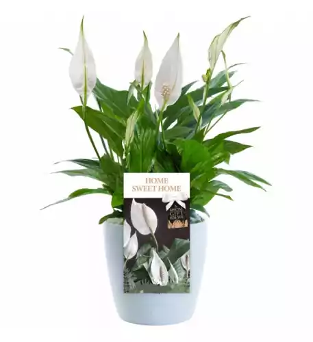 Home Sweet Home Peace Lily - Housewarming Gift