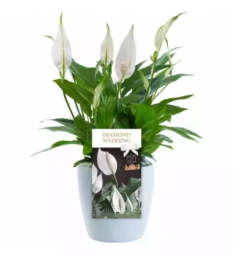 Diamond Wedding Peace Lily - 60Th Wedding Anniversary Gift