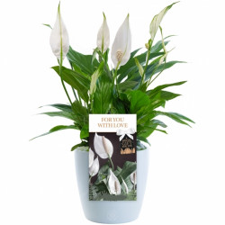 For You With Love Peace Lily - With Love Gift