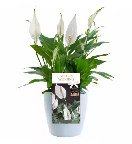 Golden Wedding Peace Lily - 50Th Wedding Anniversary Gift