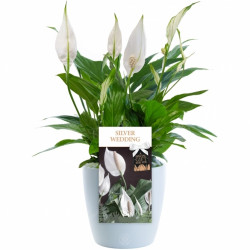 Silver Wedding Peace Lily - 25Th Wedding Anniversary Gift