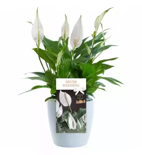 Silver Wedding Peace Lily - 25Th Wedding Anniversary Gift