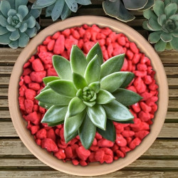 Coloured Plant Pot Gravel