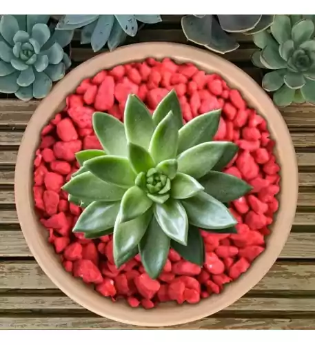 Coloured Plant Pot Gravel