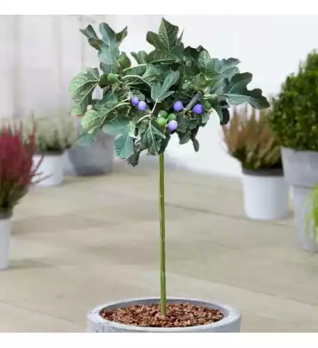 Ficus Brown Turkey Patio Tree