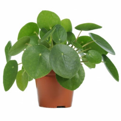 Pilea Peperomioides - Chinese Money Plant