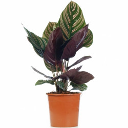 Calathea Ornata