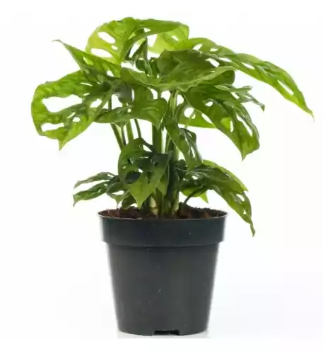 Monstera Obliqua