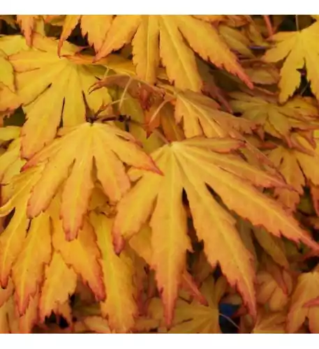 Acer palmatum Orange Dream (50-70cm (Incl. Pot))