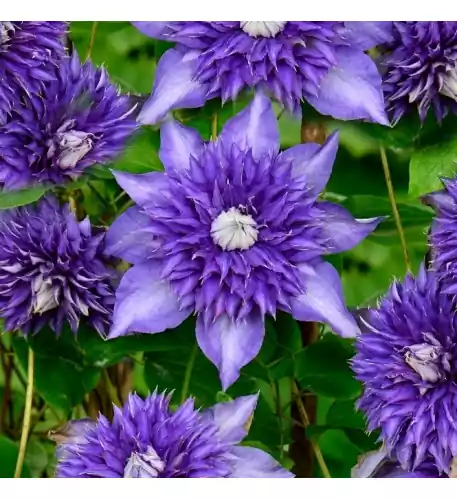 Clematis Multiblue