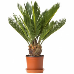 Cycas Revoluta