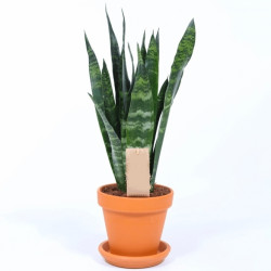 Sansevieria Black Coral - Snake Plant