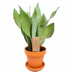 Sansevieria Moonshine - Snake Plant
