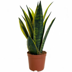 Sansevieria Golden Flame - Snake Plant