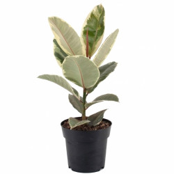 Ficus Tineke - Rubber Plant