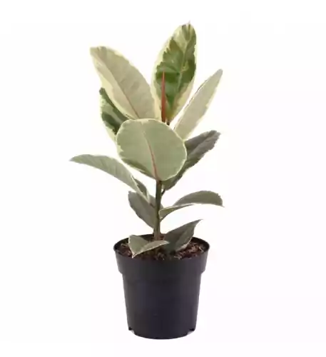 Ficus Tineke - Rubber Plant