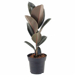 Ficus Abidjan - Rubber Plant
