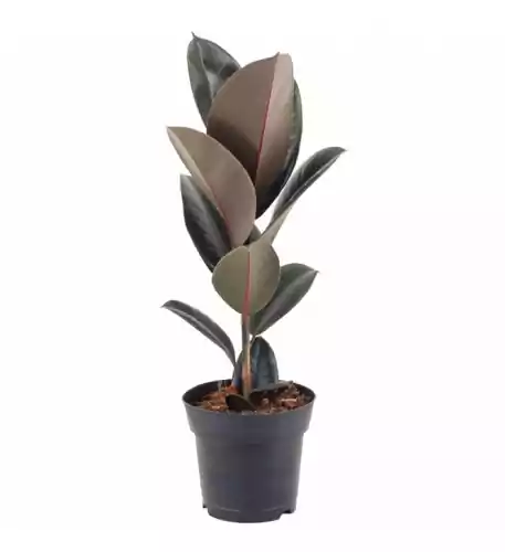 Ficus Abidjan - Rubber Plant