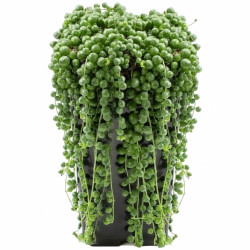 Senecio Rowleyanus - String Of Pearls