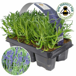 Lavender Angustifolia Garden Plants (6 Pack)