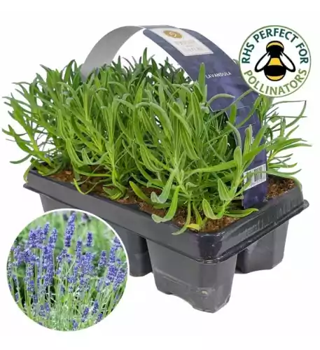Lavender Angustifolia Garden Plants (6 Pack)