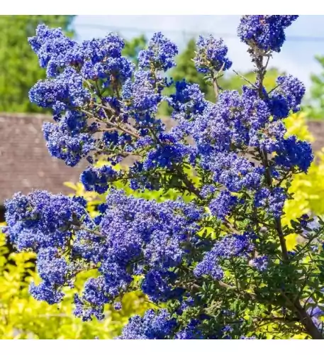 Ceanothus Dark Star