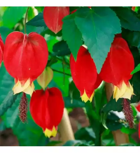 Abutilon megapotamicum