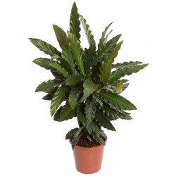 Calathea Blue Grass