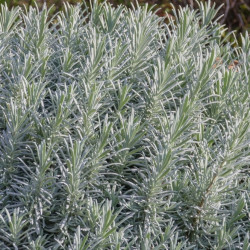 Lavandula (Lavender)
