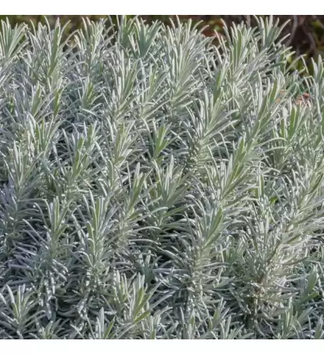 Lavandula (Lavender)