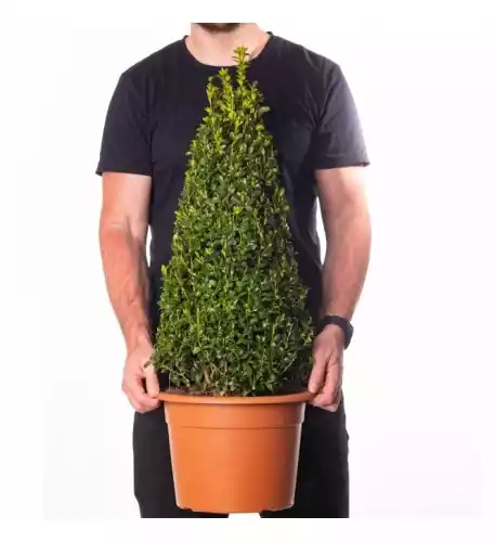 Buxus Pyramid Topiary (50-60cm)